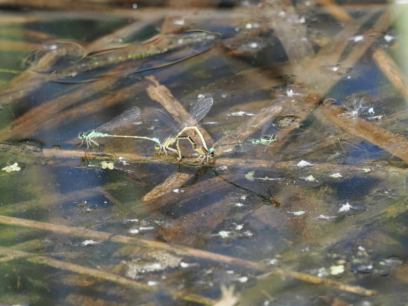 Image from Coenagrion armatum album