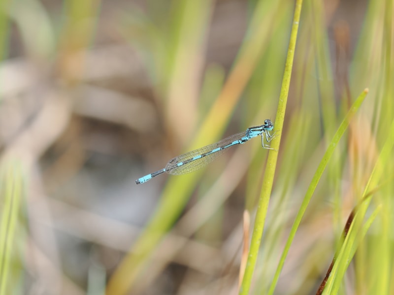 Image from Coenagrion johanssoni album