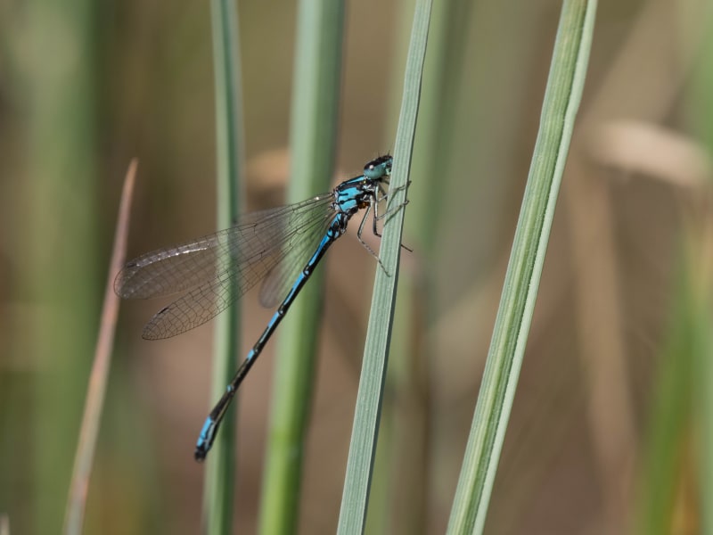 Image from Coenagrion johanssoni album