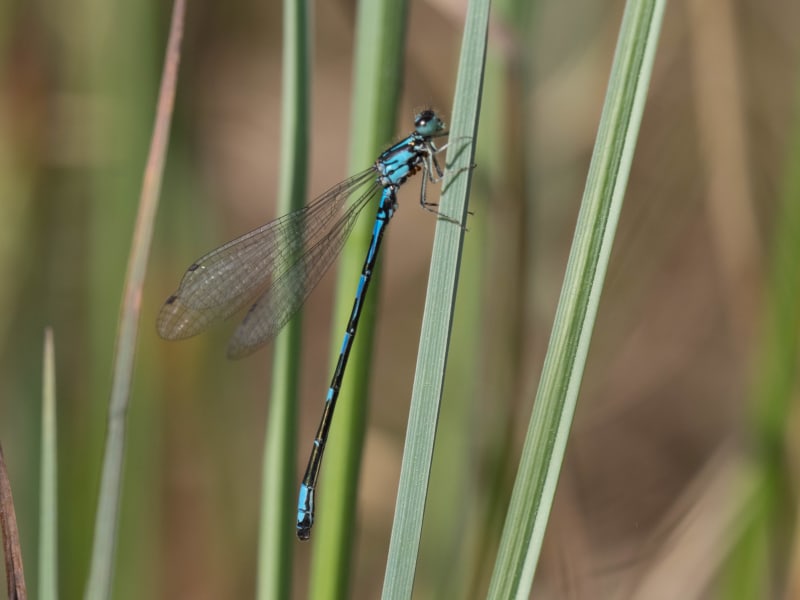 Image from Coenagrion johanssoni album