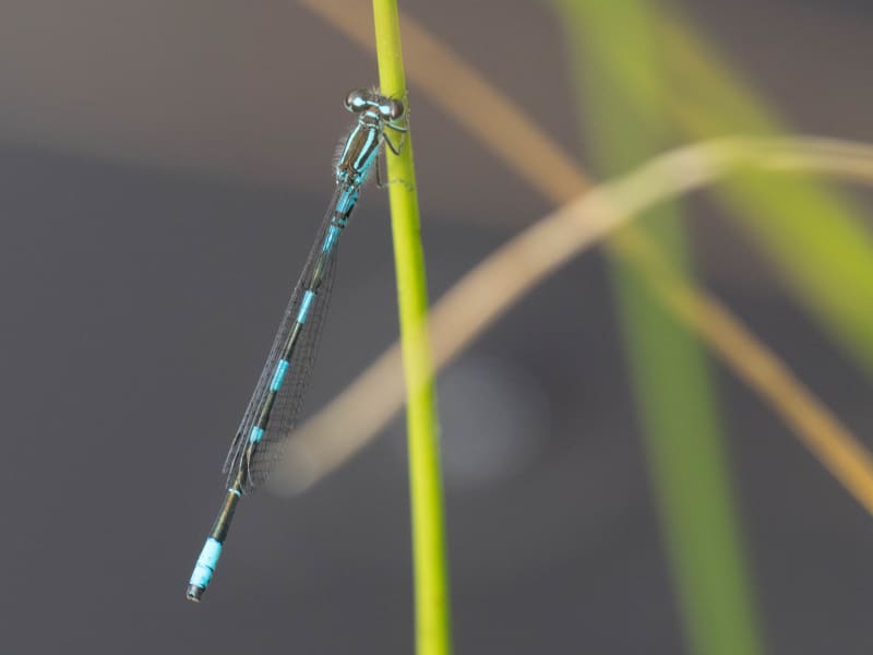 Image from Coenagrion johanssoni album