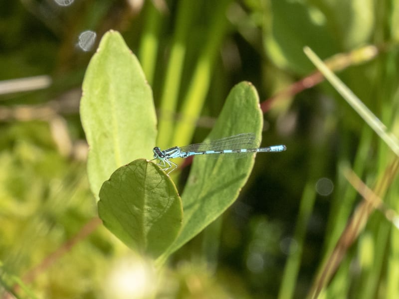 Image from Coenagrion johanssoni album