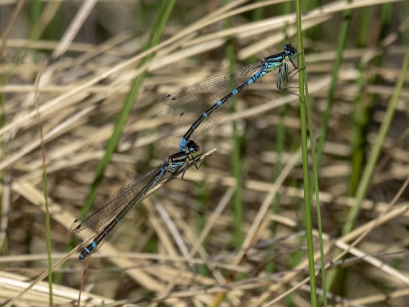 Image from Coenagrion lunulatum album