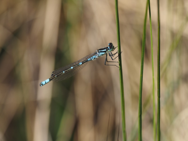 Image from Coenagrion lunulatum album