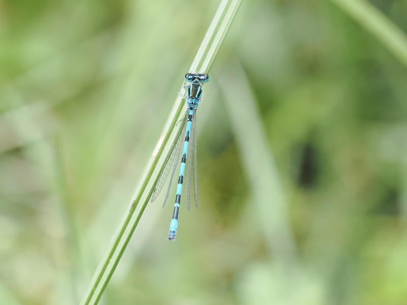 Image from Coenagrion mercuriale album