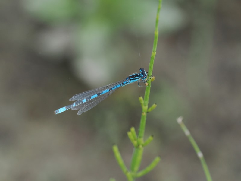Image from Coenagrion ornatum album