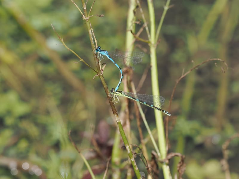 Image from Coenagrion ornatum album