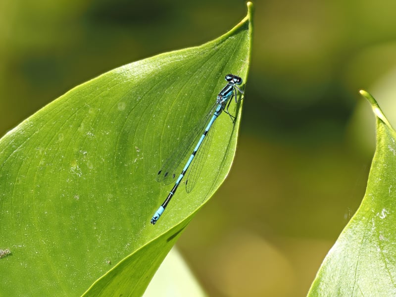 Coenagrion puella