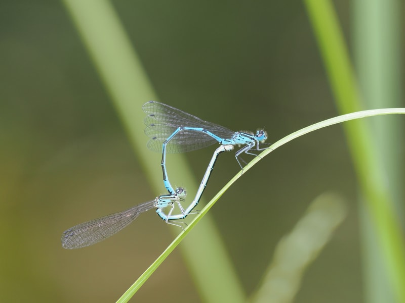 Coenagrion puella