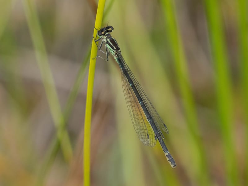 Image from Coenagrion pulchellum album