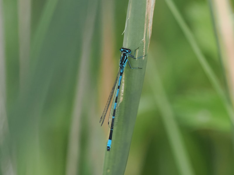 Image from Coenagrion pulchellum album