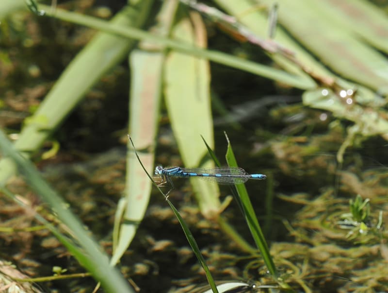 Image from Coenagrion scitulum album