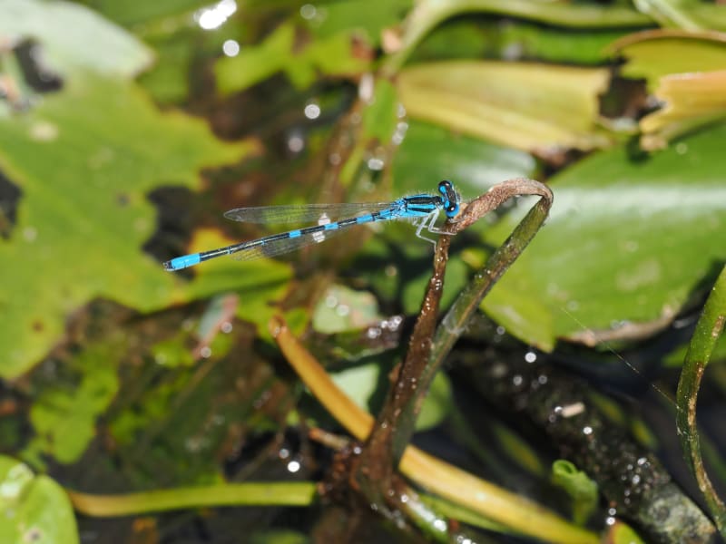 Image from Coenagrion scitulum album