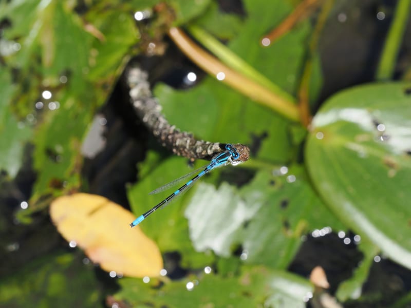 Image from Coenagrion scitulum album