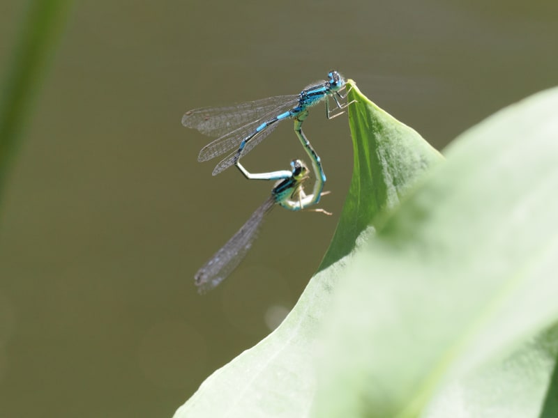 Image from Coenagrion scitulum album