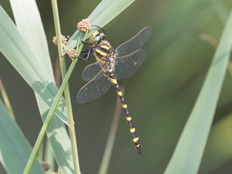 Image from Cordulegaster boltonii album