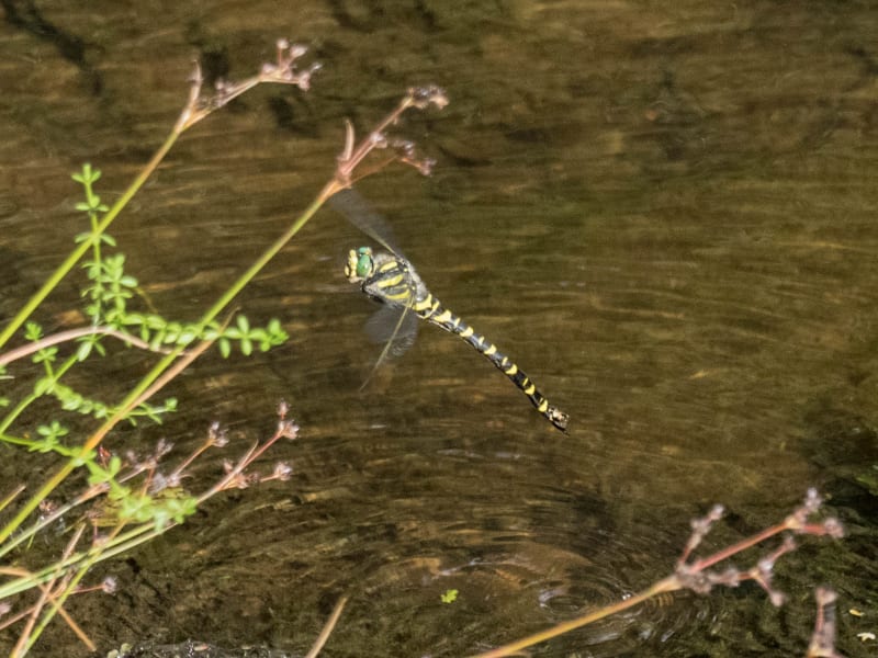 Image from Cordulegaster boltonii album