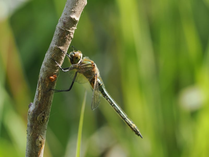 Image from Cordulia aenea album