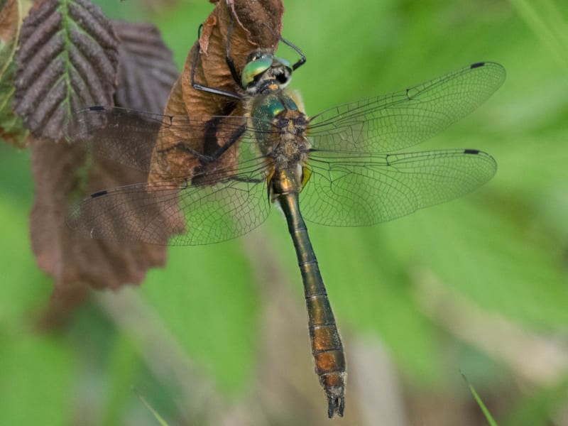 Image from Cordulia aenea album