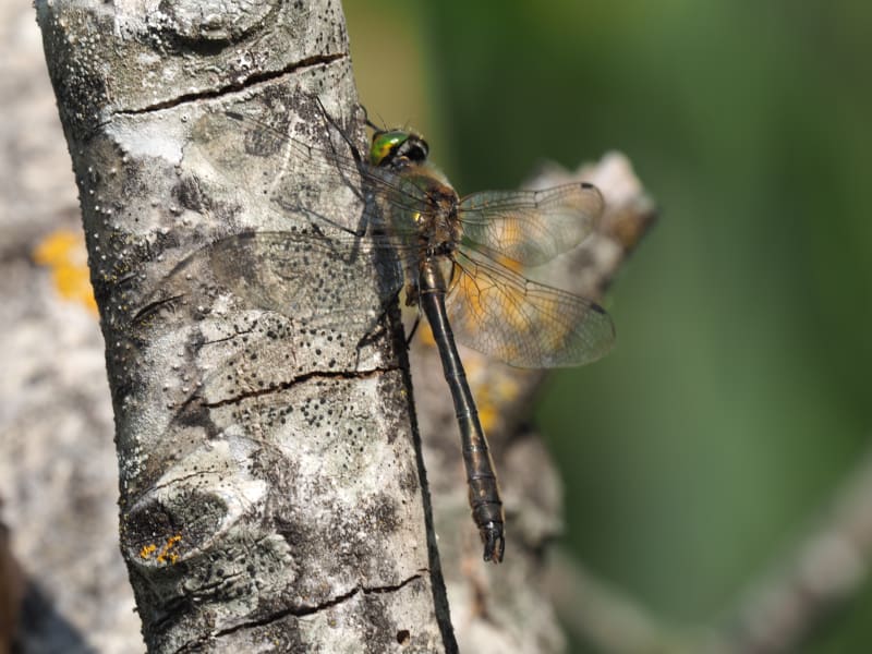 Image from Cordulia aenea album