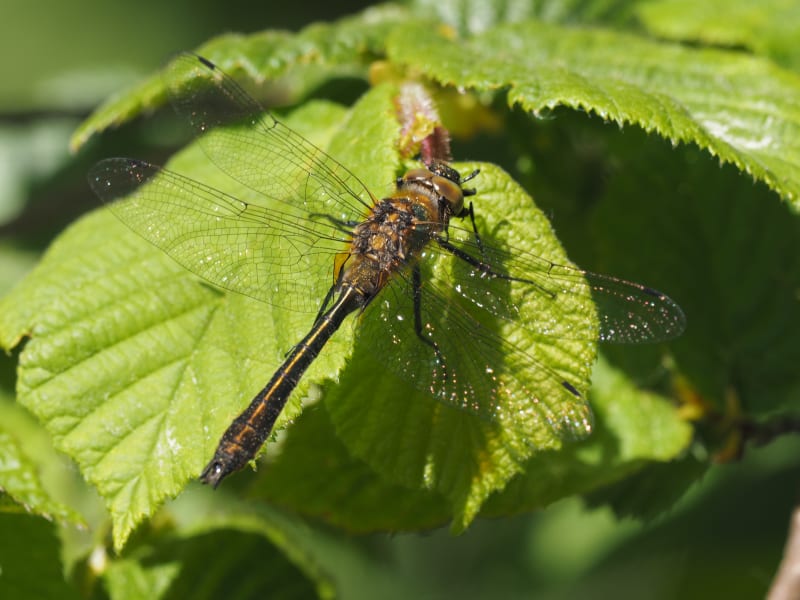 Image from Cordulia aenea album