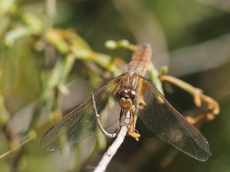 Image from Crocothemis erythraea album
