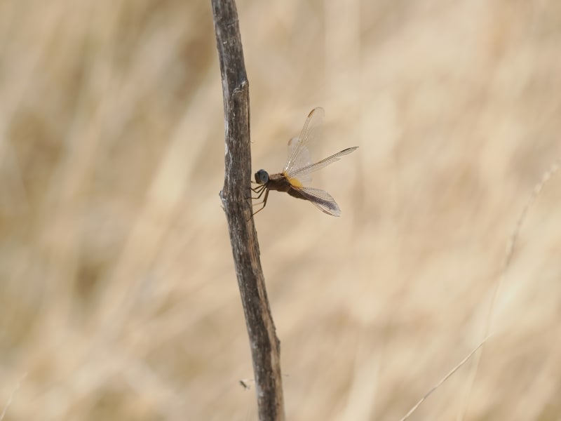 Image from Crocothemis erythraea album