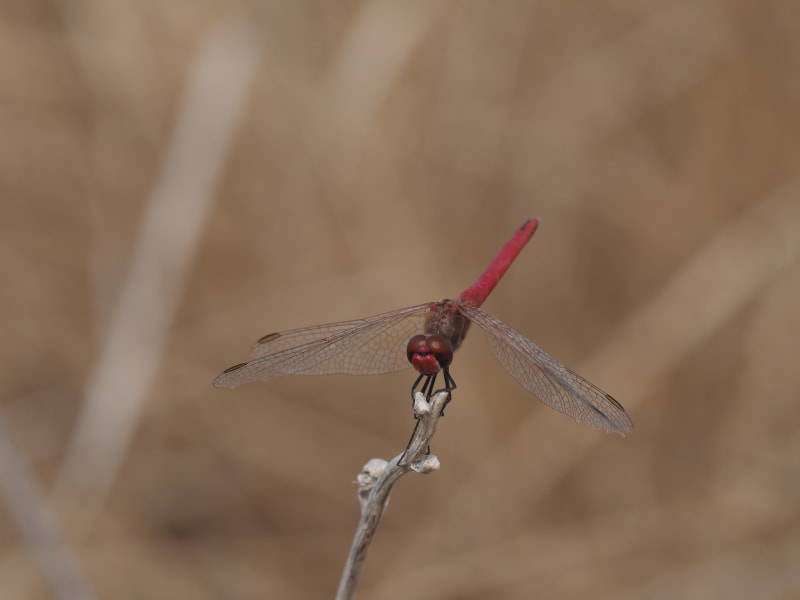 Image from Crocothemis erythraea album