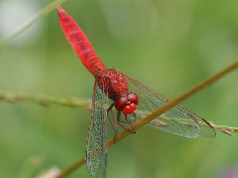 Image from Crocothemis erythraea album