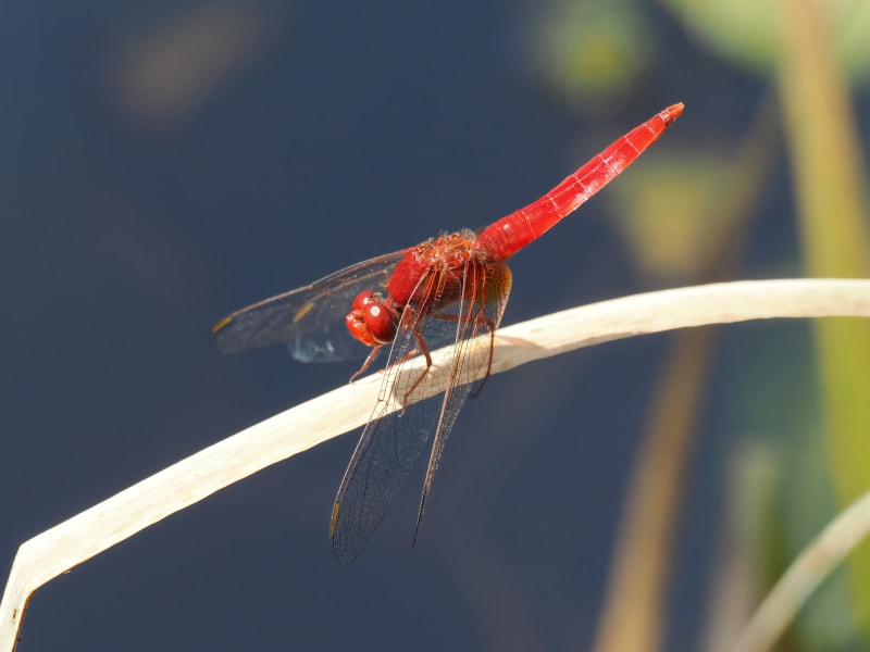 Image from Crocothemis erythraea album