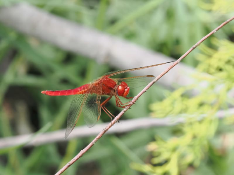 Image from Crocothemis erythraea album