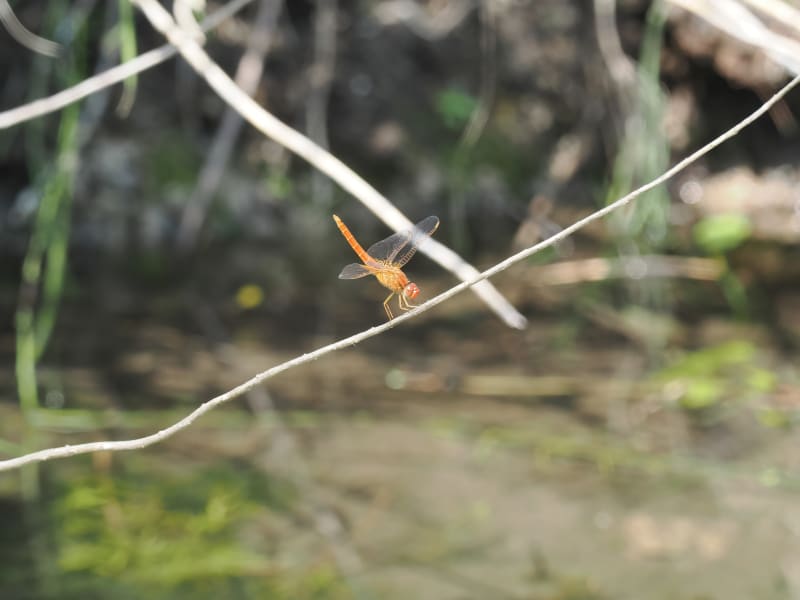 Image from Crocothemis erythraea album