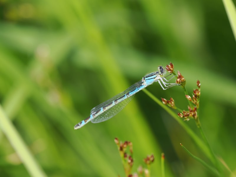 Image from Enallagma cyathigerum album