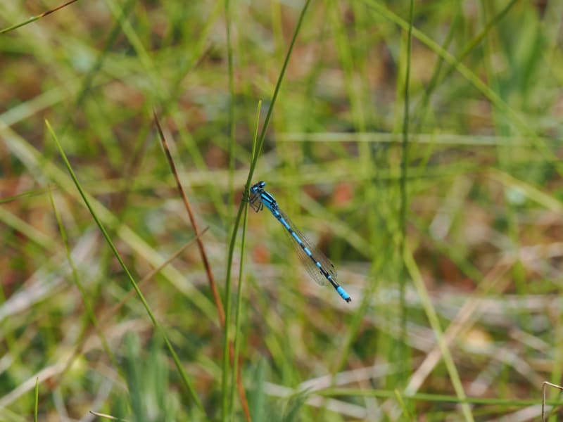 Enallagma cyathigerum