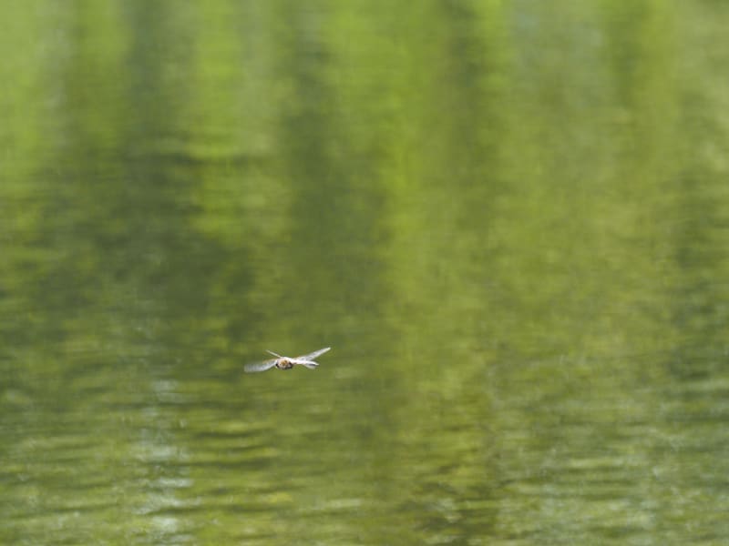 Image from Epitheca bimaculata album