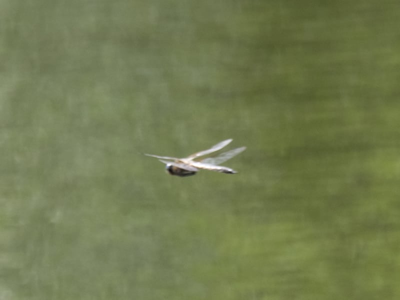 Image from Epitheca bimaculata album