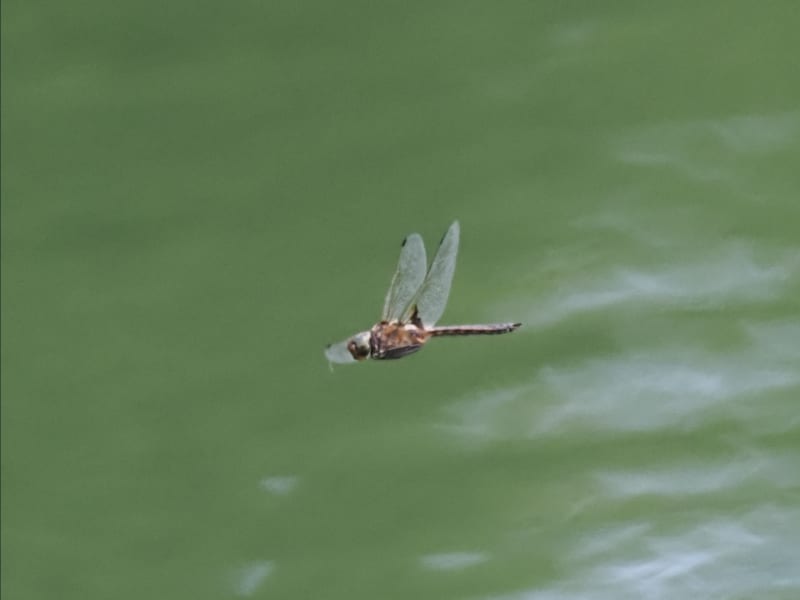 Image from Epitheca bimaculata album