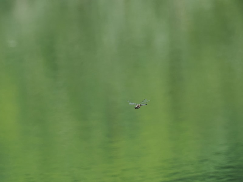 Image from Epitheca bimaculata album