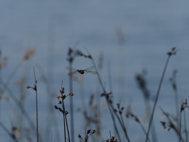 Image from Epitheca bimaculata album