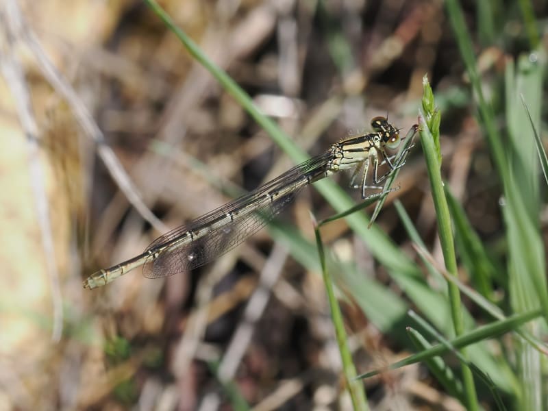 Image from Erythromma lindenii album