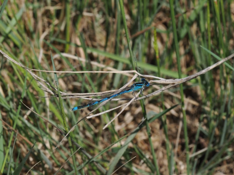 Image from Erythromma lindenii album