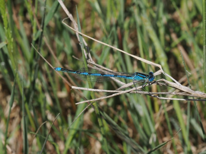 Image from Erythromma lindenii album