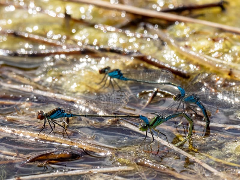 Image from Erythromma viridulum album