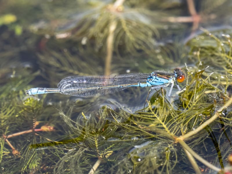 Image from Erythromma viridulum album