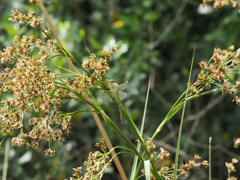 Image from Gomphus graslinii album