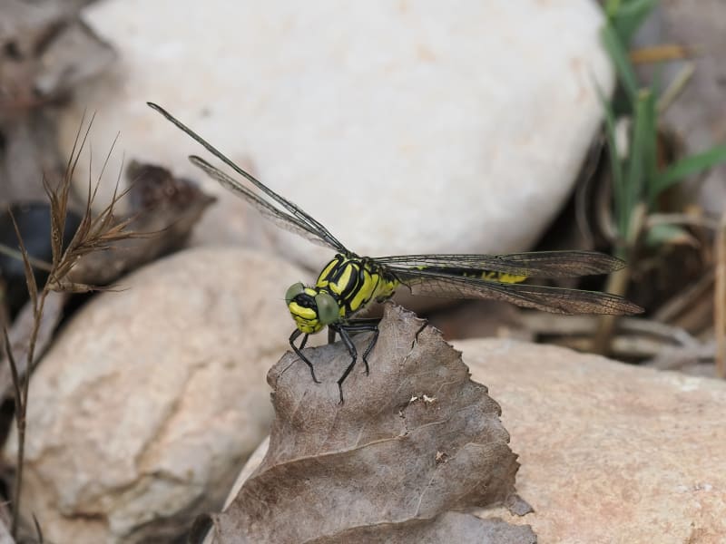 Image from Gomphus graslinii album