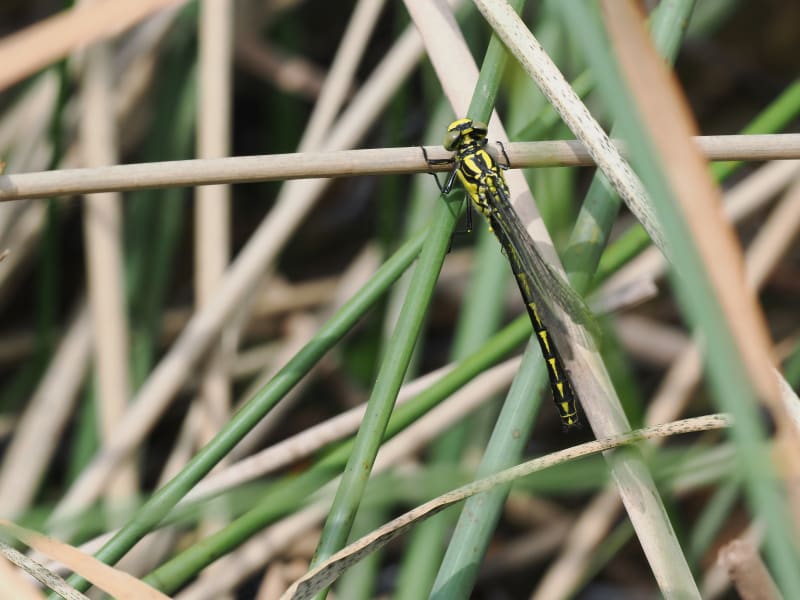 Image from Gomphus graslinii album