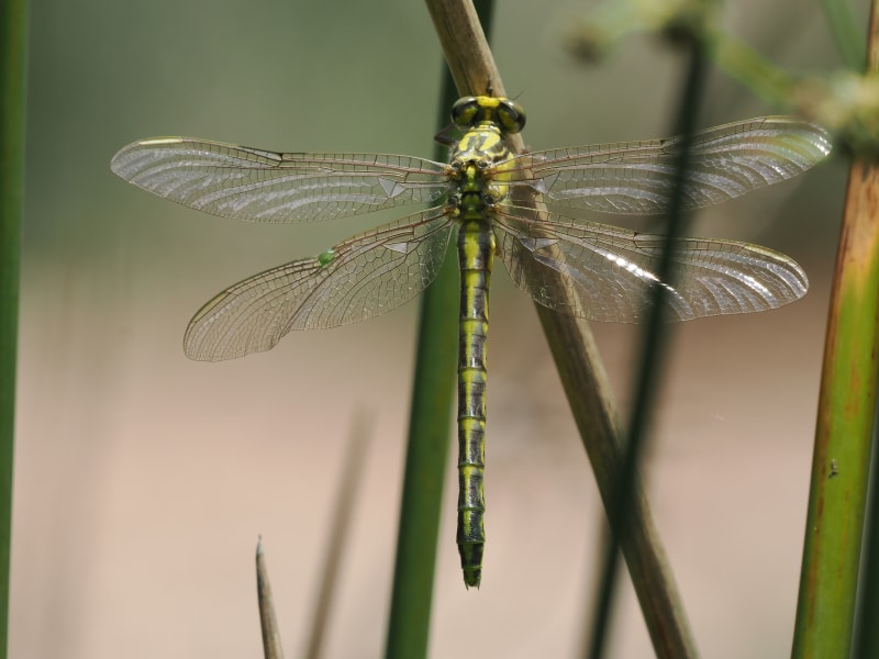 Image from Gomphus graslinii album