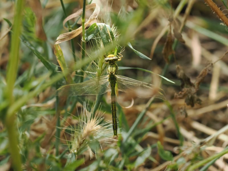 Image from Gomphus pulchellus album