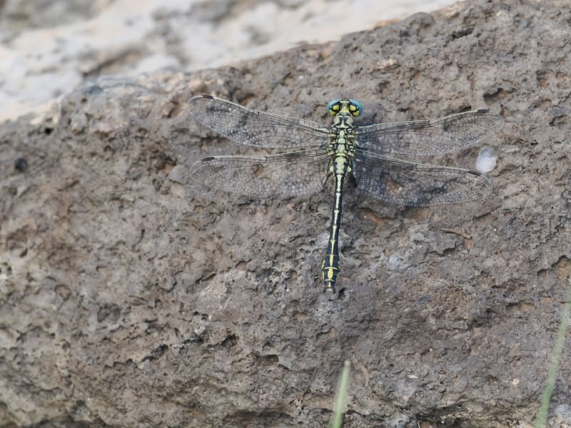 Image from Gomphus simillimus album